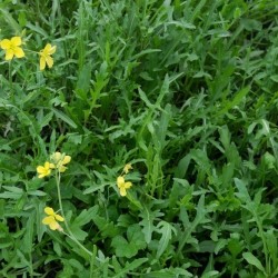 Рукола - Дива / Wilde Rucola