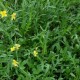 Рукола - Дива / Wilde Rucola