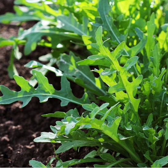 Рукола / Rucola