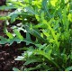 Рукола / Rucola