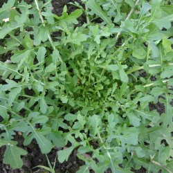 Рукола / Rucola