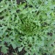 Рукола / Rucola