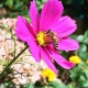 Семена микс за медоносни цветя - Пчелна паша / Bienenweide 