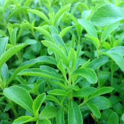 Стевия / Stevia Rebaudiana