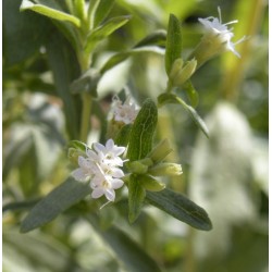 Стевия / Stevia Rebaudiana
