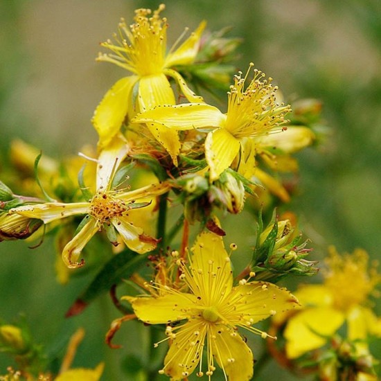 Жълт Кантарион / Hypericum perforatum Жълт Кантарион / Hypericum perforatum