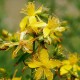 Жълт Кантарион / Hypericum perforatum Жълт Кантарион / Hypericum perforatum
