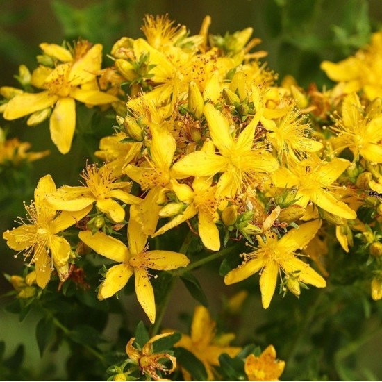 Жълт Кантарион / Hypericum perforatum Жълт Кантарион / Hypericum perforatum
