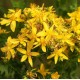 Жълт Кантарион / Hypericum perforatum Жълт Кантарион / Hypericum perforatum