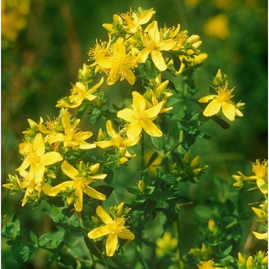 Жълт Кантарион / Hypericum perforatum Жълт Кантарион / Hypericum perforatum