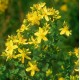 Жълт Кантарион / Hypericum perforatum Жълт Кантарион / Hypericum perforatum